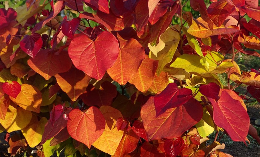 Image 9: Shrub Cercis Eternal Flame Tree Potted Plant