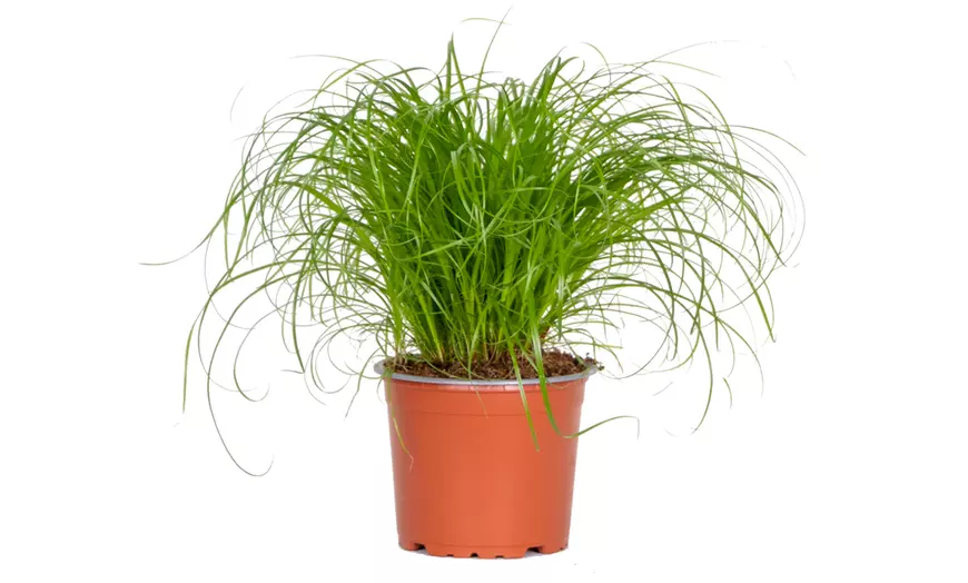 Image 5: Mix van 4 huisdiervriendelijke kamerplanten