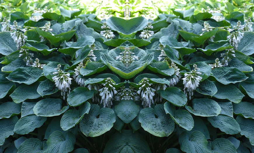 Image 8: Up to Six Hosta Giant Leaved Mix Bare Roots