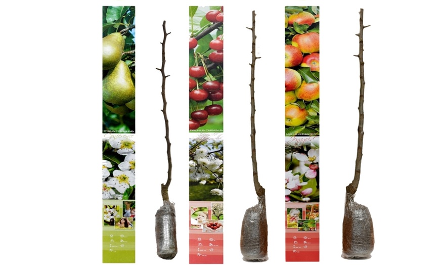 Image 14: Lot de 3, 5 ou 10 arbres fruitiers fuseaux