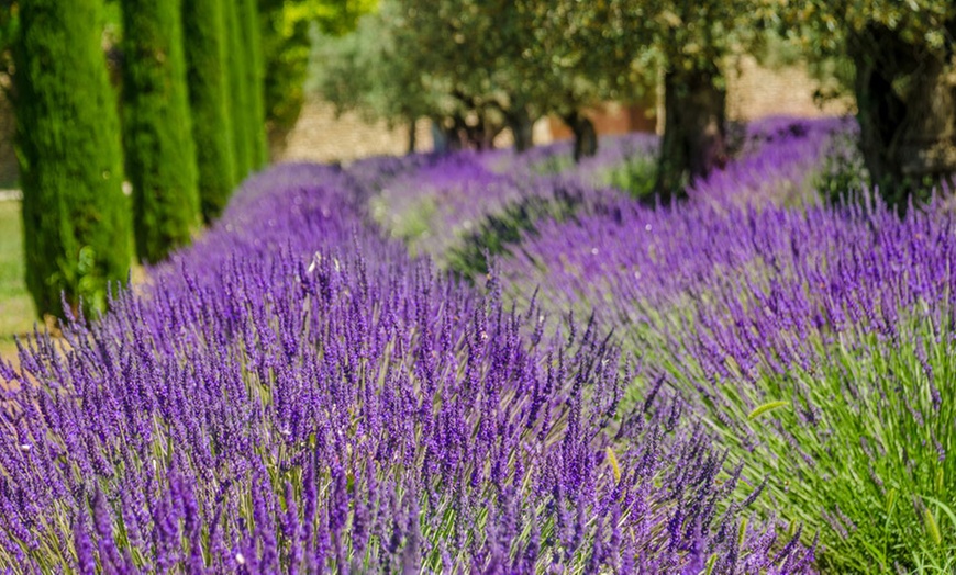 Image 4: Up to 12 Fragrant English Lavender ‘Hidcote’ 9cm Potted Plants 