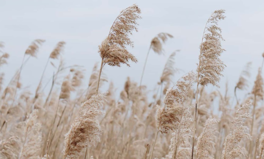 Image 1: 3 Cortaderia Selloana of Rosea planten