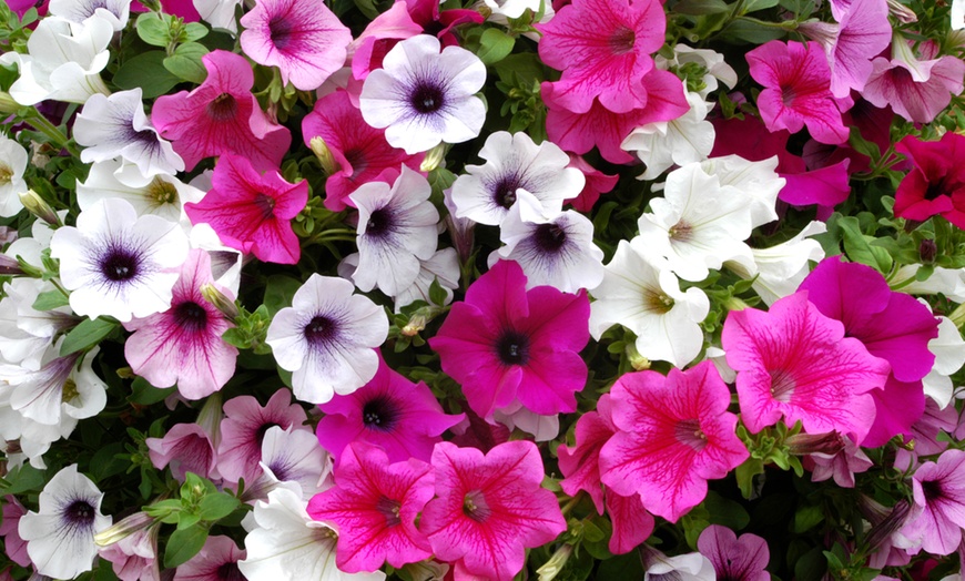 Up To 25% Off Up to 30 Petunia Trailing Plants | Groupon