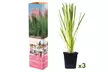 3 ou 6 plantes d'herbe de la pampa, couleur au choix - Image 3