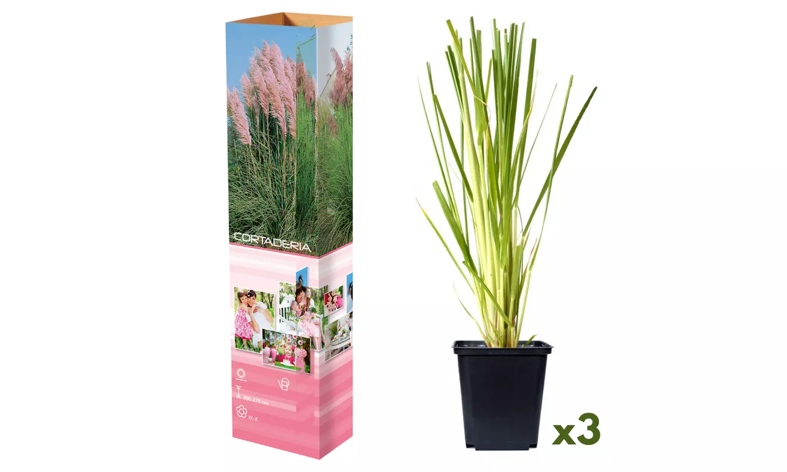 3 ou 6 plantes d'herbe de la pampa
