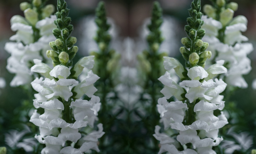 Image 4:  Summer Bedding Plants