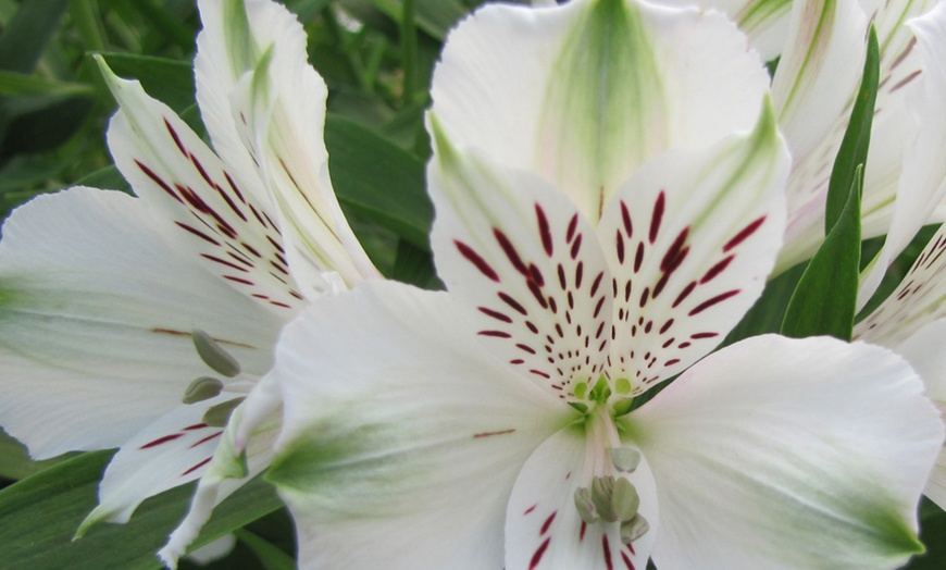 Image 2: White Alstroemeria Majestic 'Maze' - 1, 3 or 5 Potted Plants