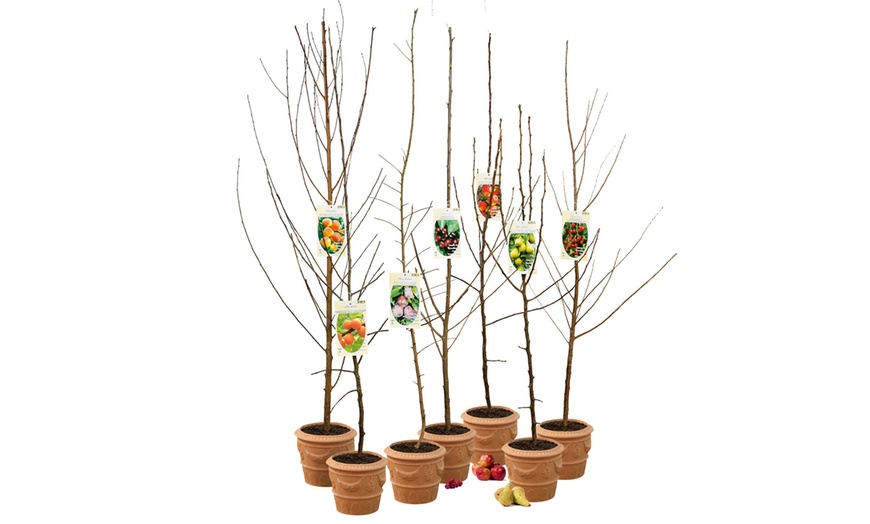 Image 2: Set di 5 alberi da frutta 