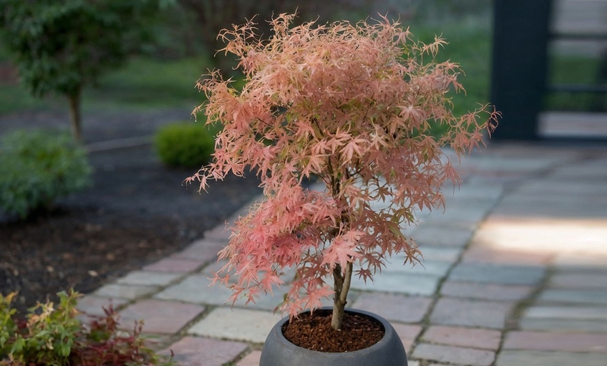 Image 1: 1 of 2 Japanse esdoorns Acer palmatum 'Taylor'