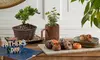 Sweeten Any Occasion with Decadent Chocolate-Covered Treats & Gourmet Gifts (Up to 50% Off) from FTD.com