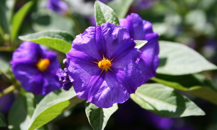 Image 3: Nachtschade Solanum-planten