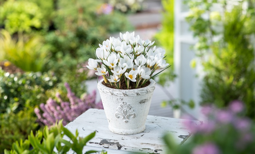 Image 9: 125 ou 250 bulbes de diverses fleurs de printemps colorées