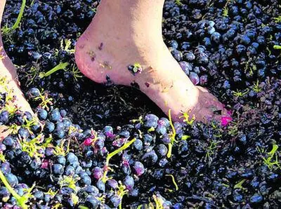Have Fun and Stomp Grapes with General Admission or Kids Tickets to Julian Grape Stomp Festa (Up to 25% Off) - Second Medium
