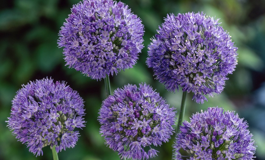 Image 1: Lot de 40 ou 80 bulbes d'allium caeruleum Rootz