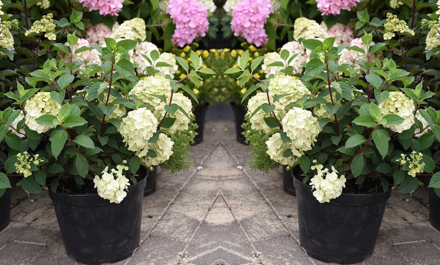 Image 7: One, Two or Three Hydrangea Paniculata Vanilla Fraise Potted Plants