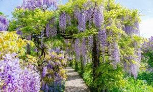 Scented Climbing Wisteria – 1, 2 or 3 Potted Plants 