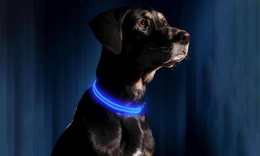 Image 1: Led-halsband voor honden