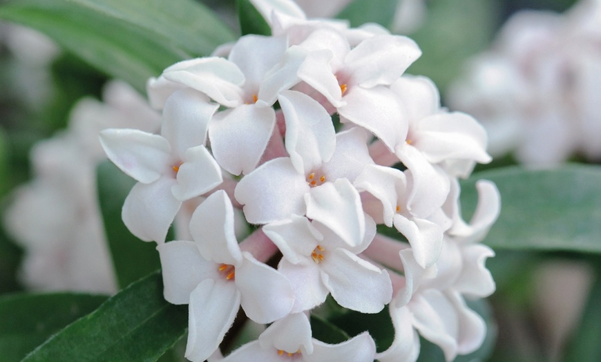 Image 2: Daphne 'Eternal Fragrance' – 1 or 2 Potted Plants