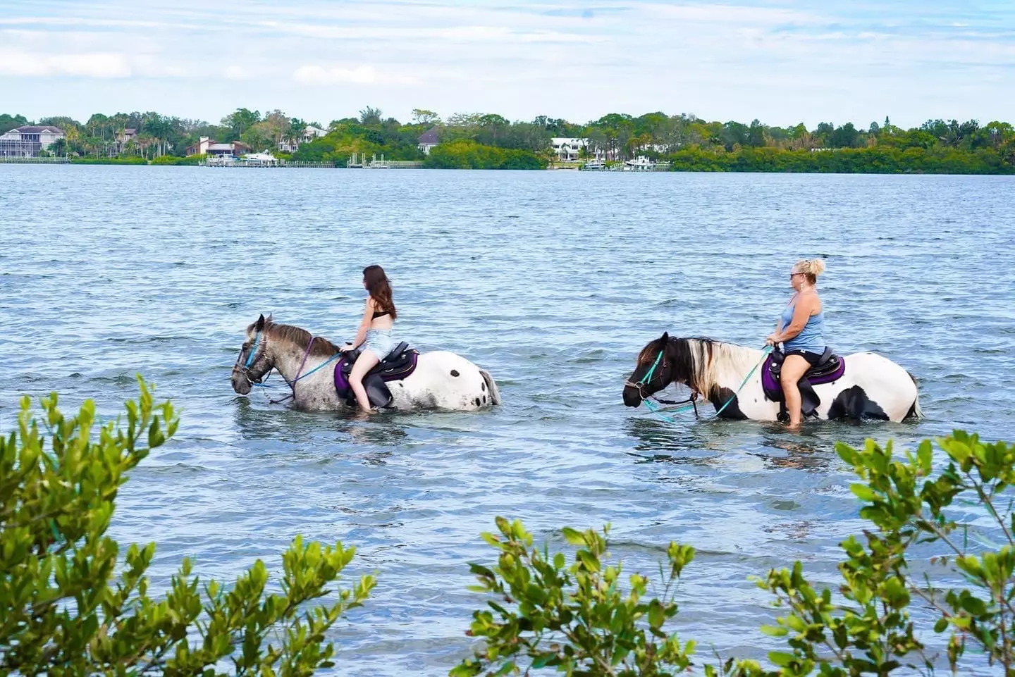 90-Minute Horseback Cruise Ride in Palma Sola Bay