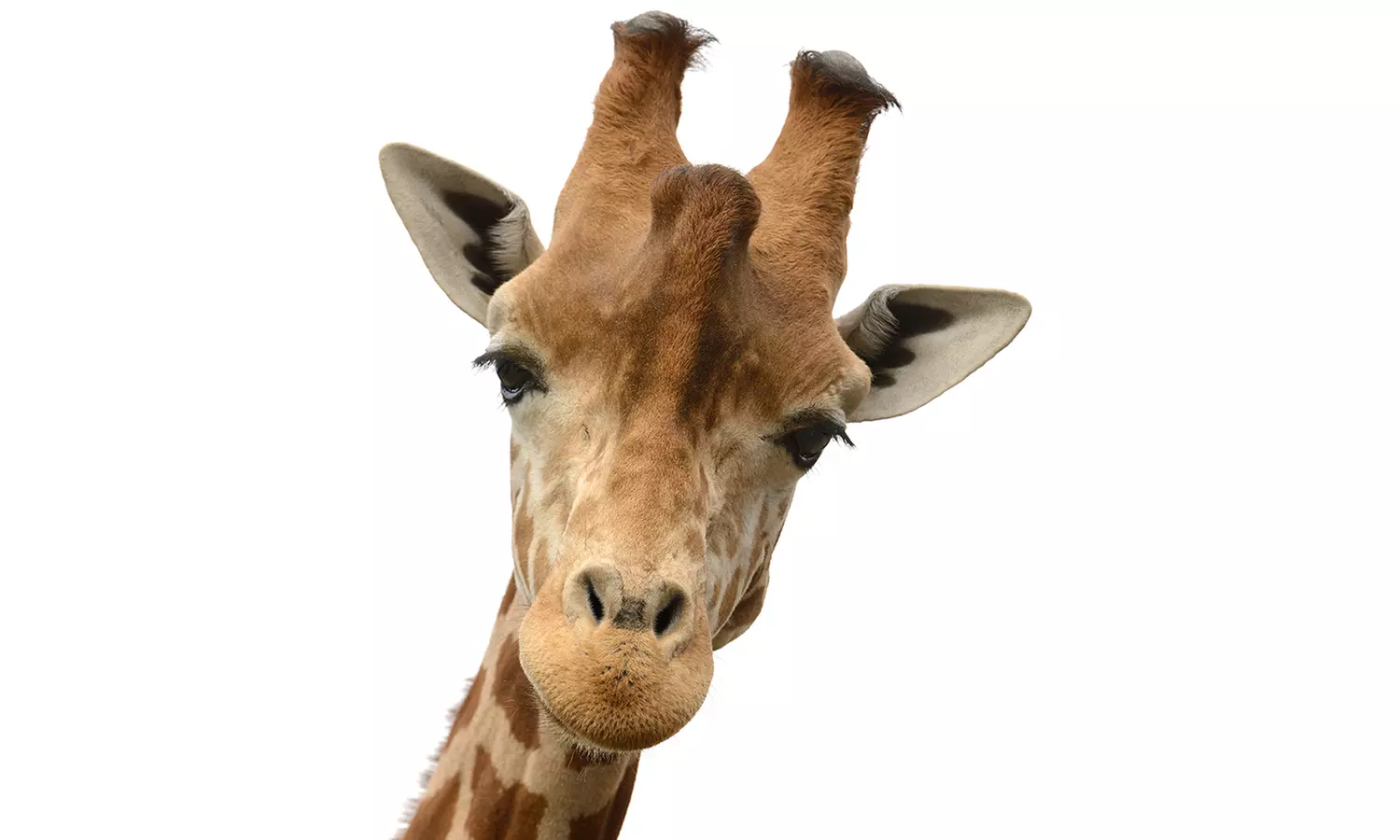 Découvrez plus de 300 animaux au zoo de Maubeuge