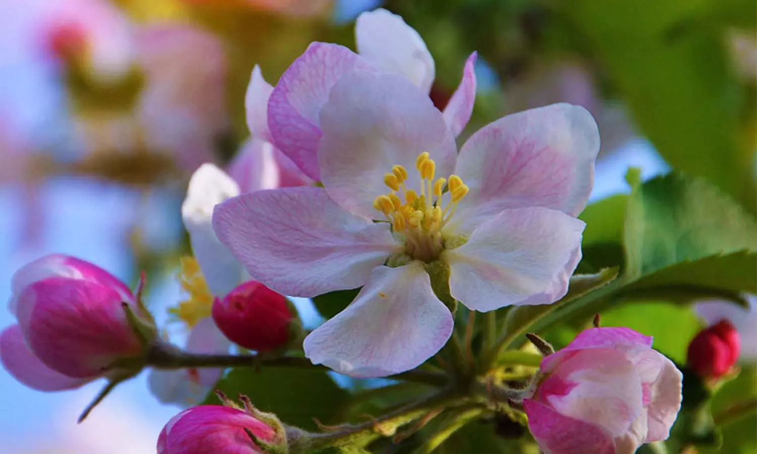 Lot de 3 ou 6 arbres fruitiers, 100 à 150 cm à la livraison pot inclus, livraison gratuite - Second Medium