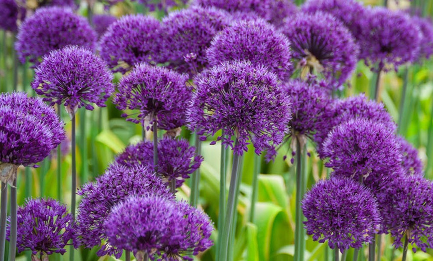 Image 3: 25 or 50 Allium 'Purple Sensation' Bulbs – Vibrant Spring Blooms