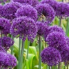 Image 3: 25 or 50 Allium 'Purple Sensation' Bulbs – Vibrant Spring Blooms