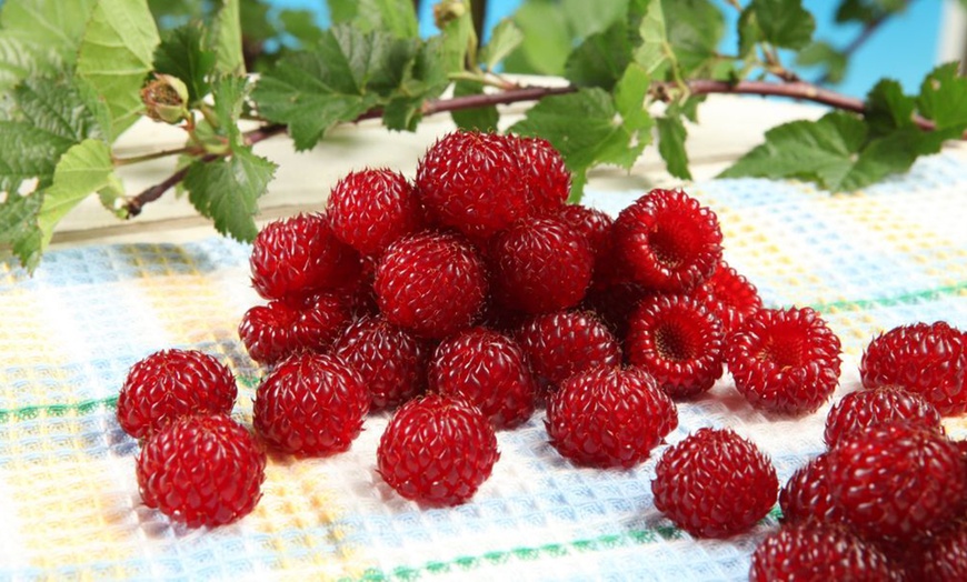 Image 6: Raspberry Tree Hararasp-One or Two Potted Plants
