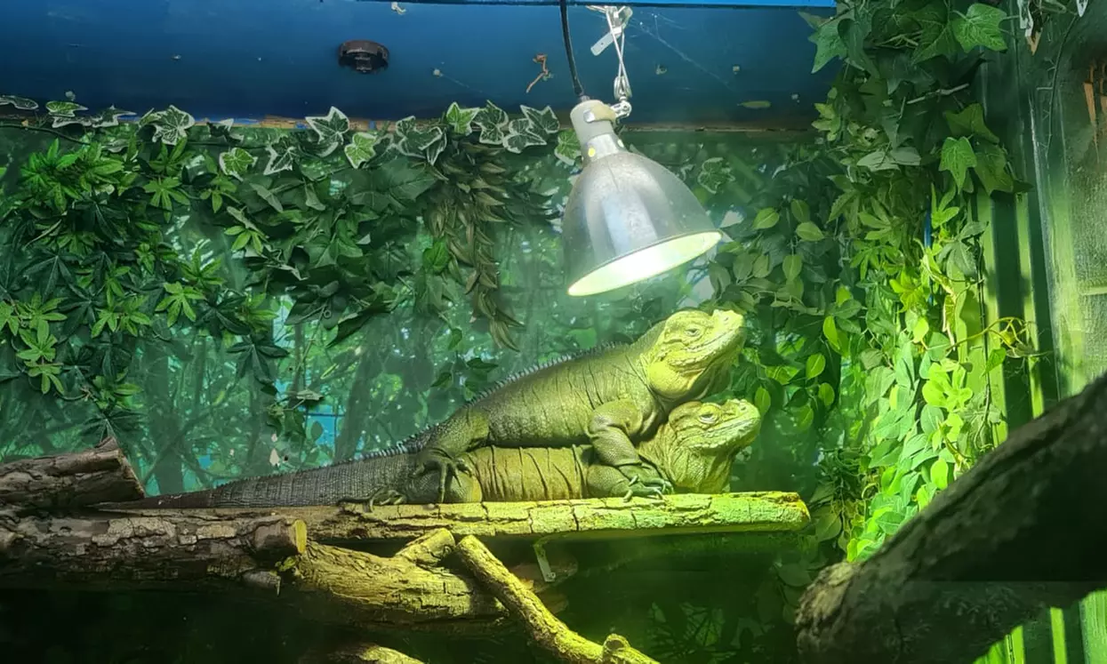 Up to 14% Off on Zoo / Animal Park at Get To Know Animals