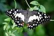 Step into a Tropical Paradise at London Butterfly Gardens with Entry for Adults and Children (Up To 47% Off) - Second Medium