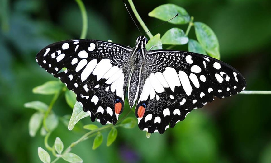 Image 3: Magic of London Butterfly Gardens with Entry for Adults and Children!