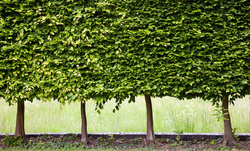 Image 1: 10 Green Beech Hedge Plants