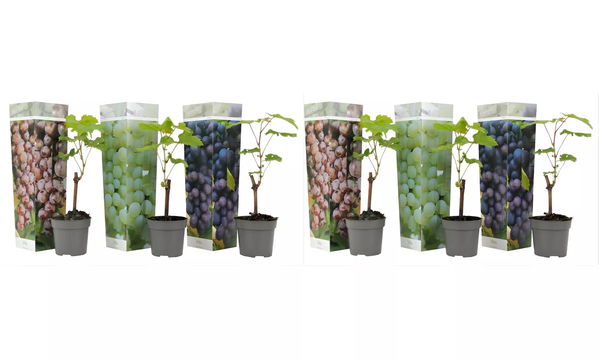 3er- oder 6er-Set Rebpflanzen mit blauen, roten und weißen Trauben - Second Medium