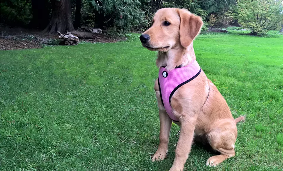FurHaven Mesh Pet Harness - Primary Image