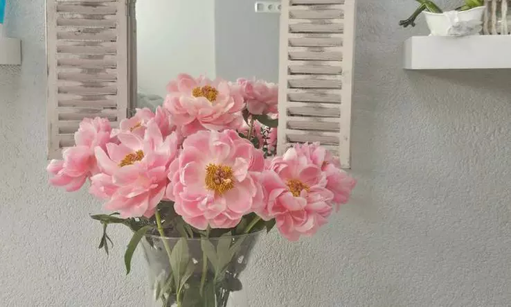 Powder-Brows-Behandlung inkl. Nachbehandlung für makellose Augenbrauen