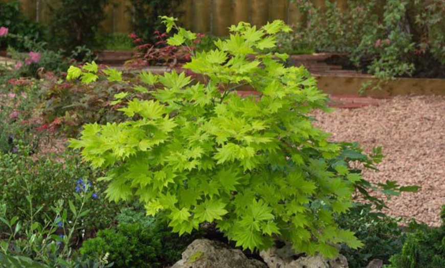 Image 2: Acer Shirasawanum Moonrise – 1 or 2 Potted Plants