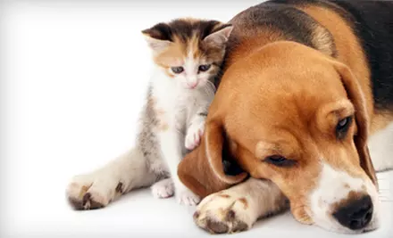 $24 for a Pet Exam at Westlake Animal Hospital in West Lake Hills ($48.99 Value) - Primary Image