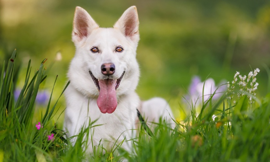 Image 7: Mini Doggy, Family, Full Doggy, or Full Family Photoshoot and More