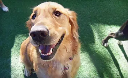 Grooming for a Small, Medium, or Large Dog at Doggie District Pet Resort (Up to 52% Off) - Primary Image