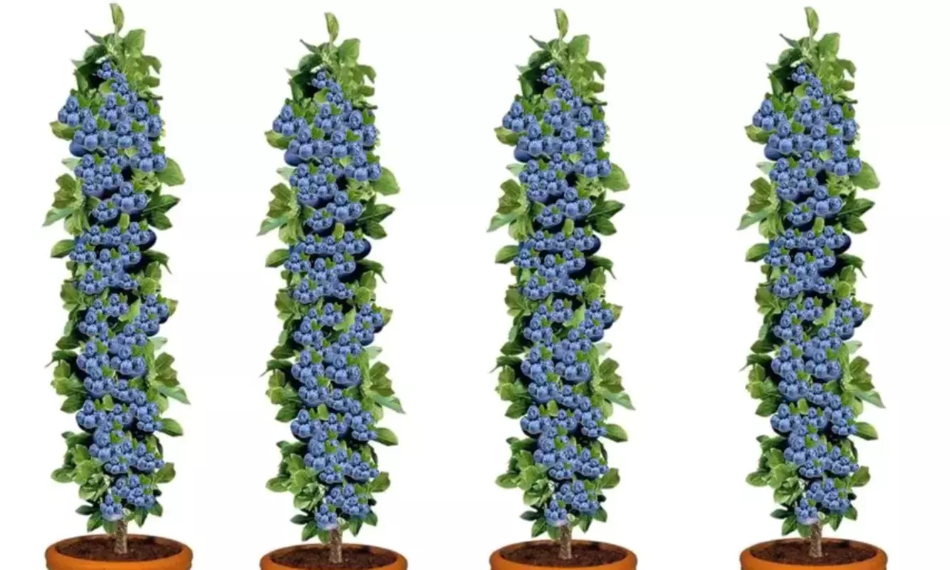 Lot de 4 plants de Myrtilles