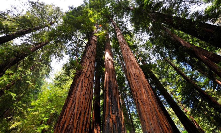 Image 29: Muir Woods & Sausalito Tour – San Francisco Bay Area