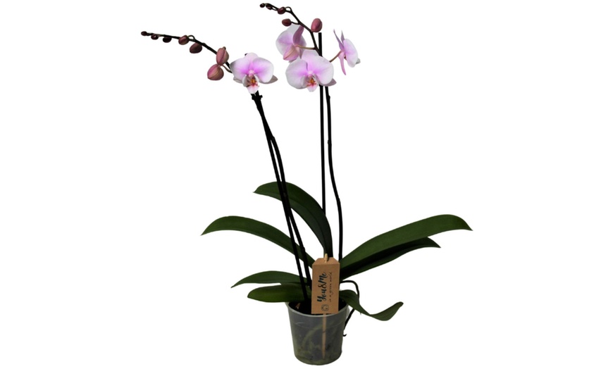 Image 7: Pianta di Phalaenopsis o orchidea falena