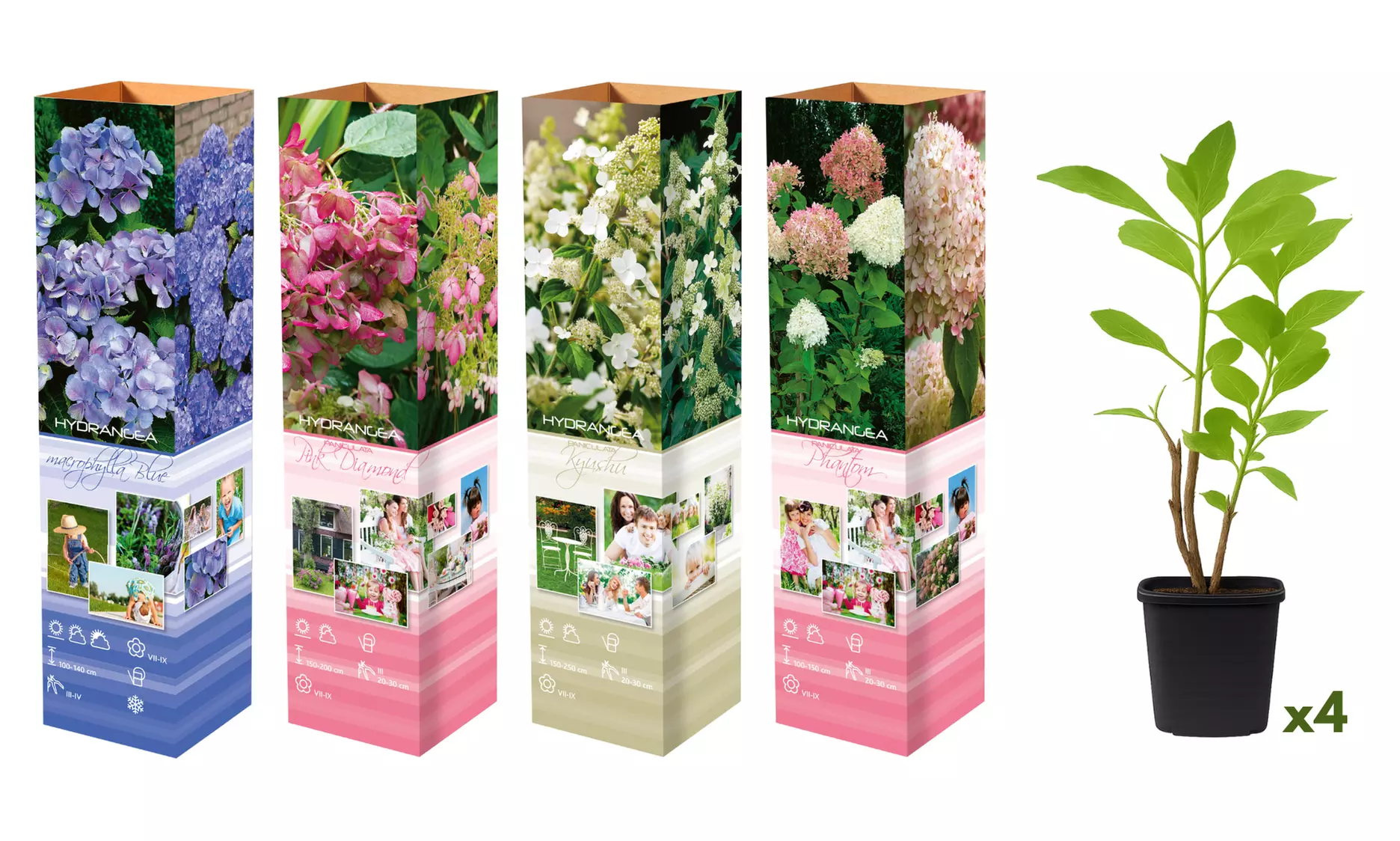 Set di 4 o 8 ortensie Giulia