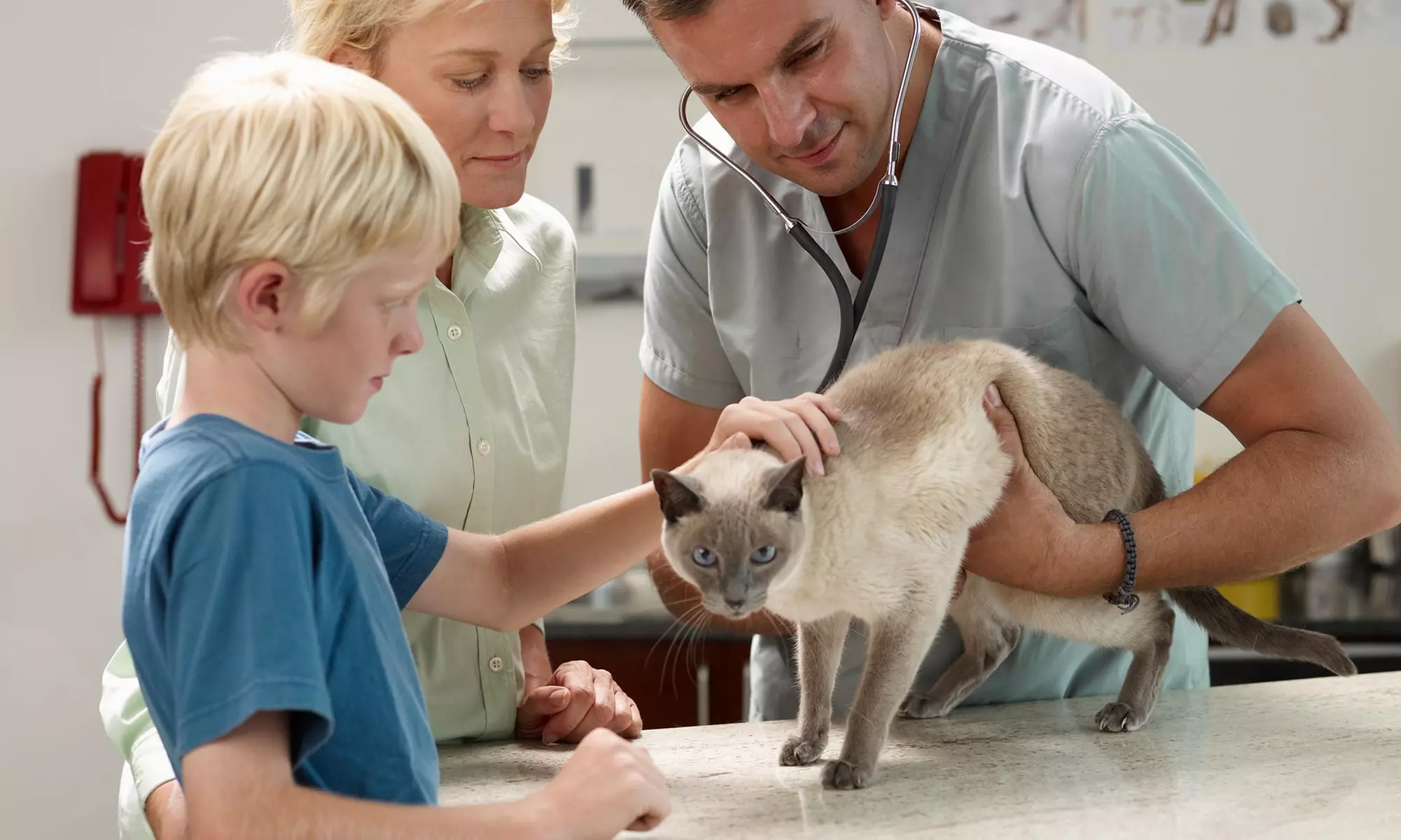 $72 for $130 Worth of Pet Care — Balanced Veterinary Care - Primary Image