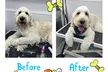 Christmas Full Grooming Packages for Small, Medium & Large Dogs at Paw Studio Services (Up to 28% Off) - Second Medium