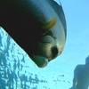 Image 4: Guided Snorkeling Adventure in Fort Lauderdale’s Crystal-Clear Waters