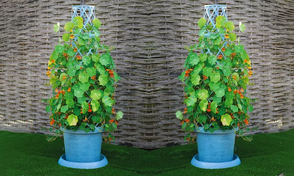 Up to Five Lattice-Design Tower Pots