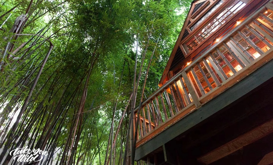 Image 5: Llama Yoga & Alpaca Encounters in Atlanta's Bamboo Forest