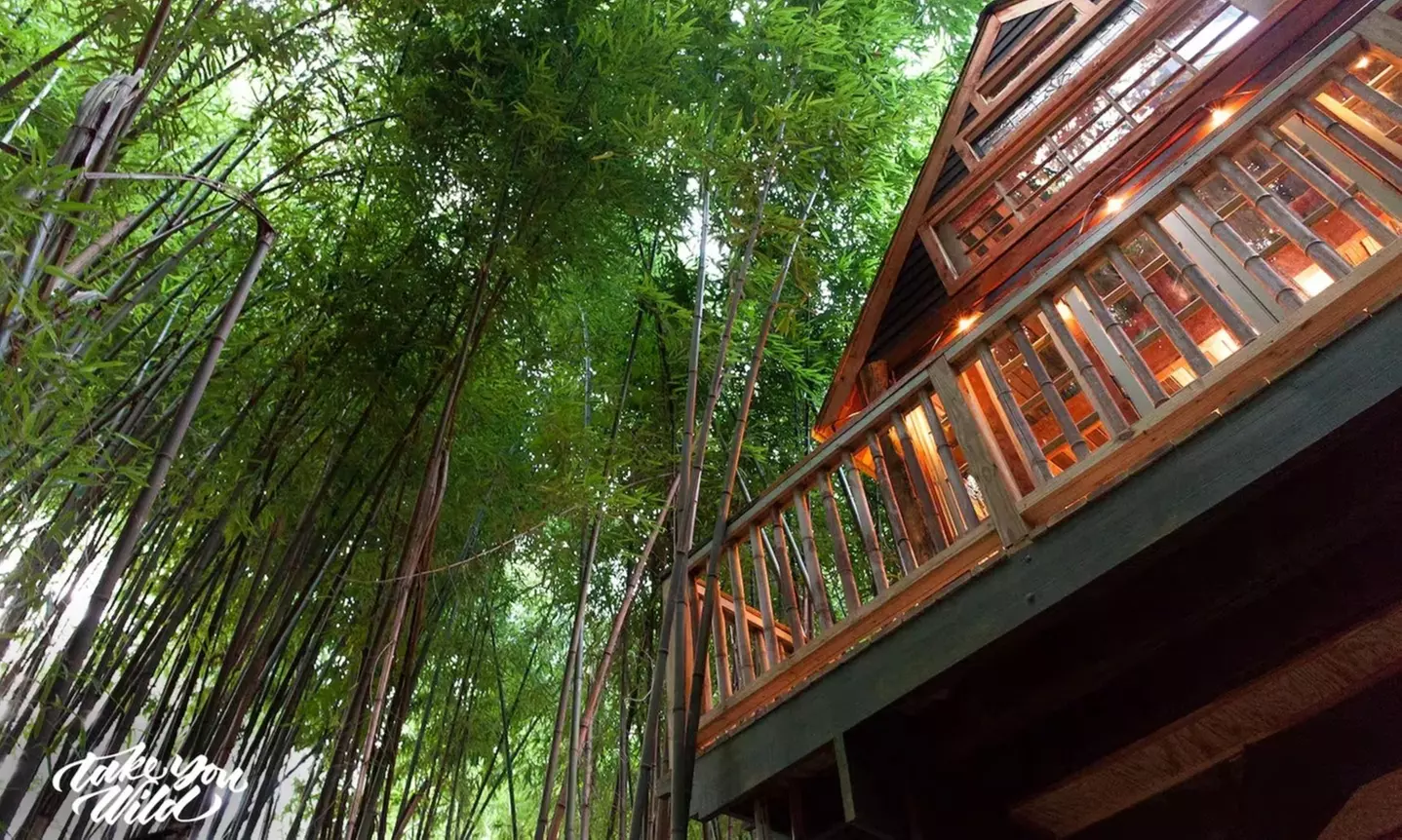 Llama Yoga & Alpaca Encounters in Atlanta's Bamboo Forest