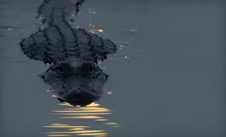 $15 for a Two-Hour Everglades Night Walk from Tours in the Glades in Florida City ($30 Value) - Primary Image